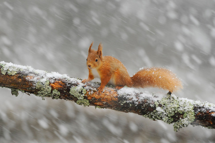 Red squirrel (Sciurus vulgaris) adult on log in woodland in snow, Scotland, February